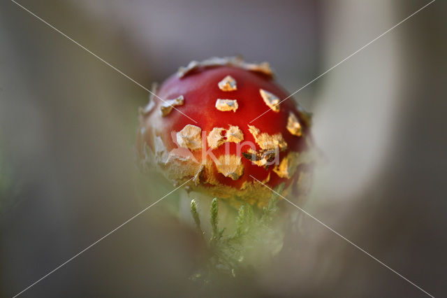 Vliegenzwam (Amanita muscaria)