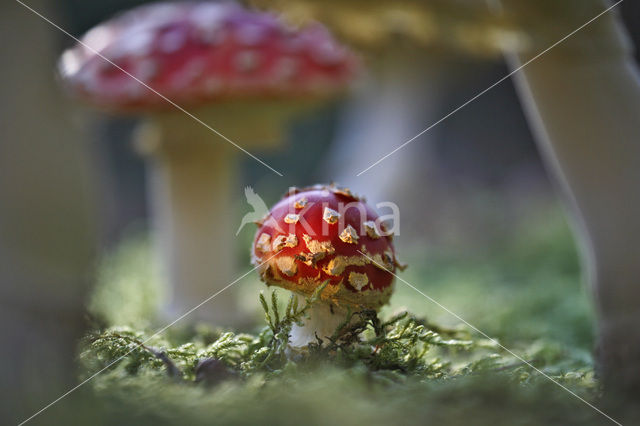 Vliegenzwam (Amanita muscaria)