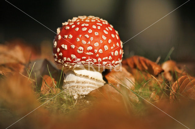 Vliegenzwam (Amanita muscaria)