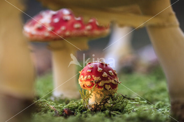 Vliegenzwam (Amanita muscaria)