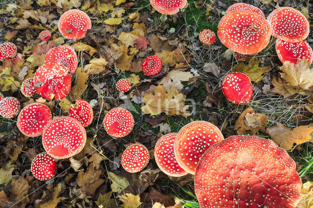 Vliegenzwam (Amanita muscaria)