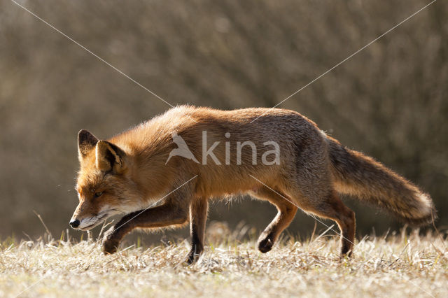 Vos (Vulpes vulpes)