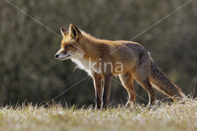 Vos (Vulpes vulpes)