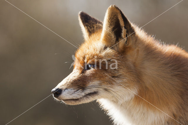 Vos (Vulpes vulpes)