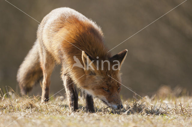 Vos (Vulpes vulpes)