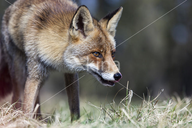 Vos (Vulpes vulpes)