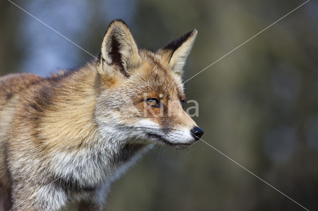 Vos (Vulpes vulpes)