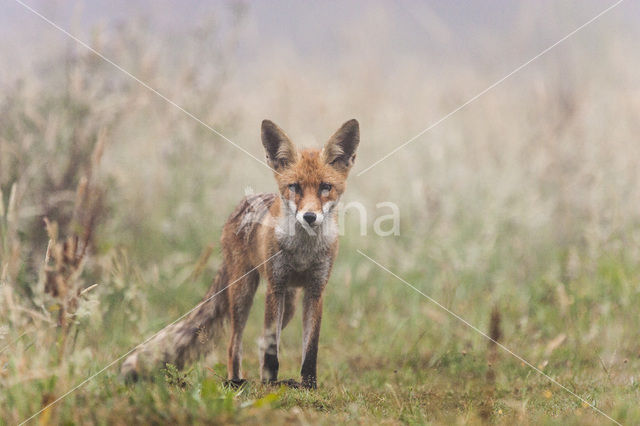 Vos (Vulpes vulpes)