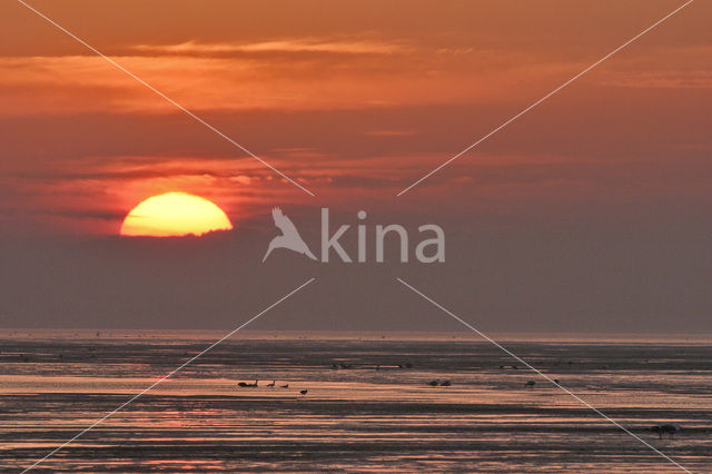 Waddenzee