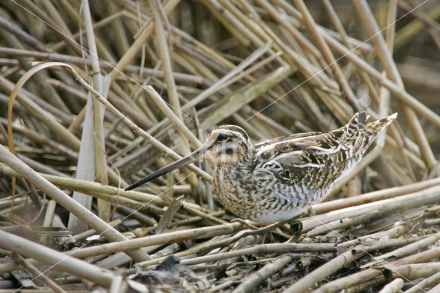 Watersnip (Gallinago gallinago)