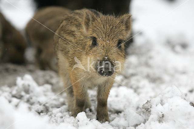 Wild zwijn