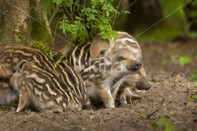 Wild zwijn