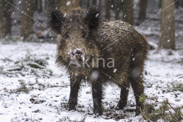 Wild zwijn