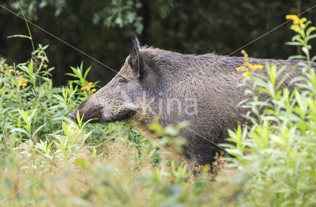 Wild zwijn