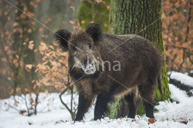 Wild zwijn