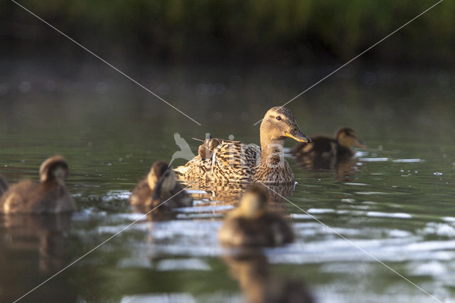 Wilde Eend (Anas platyrhynchos)