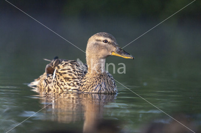 Wilde Eend (Anas platyrhynchos)