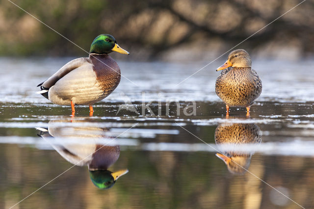 Wilde Eend (Anas platyrhynchos)