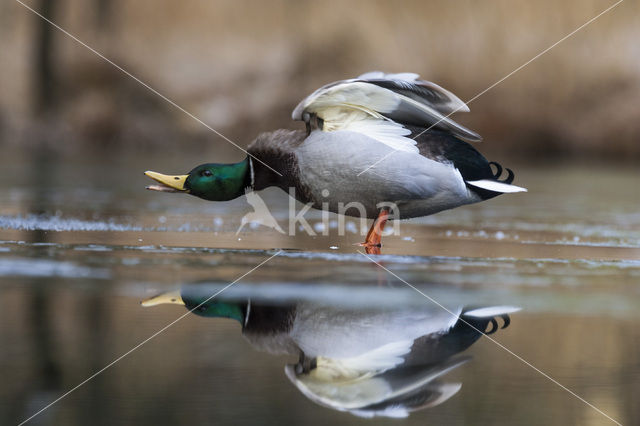 Wilde Eend (Anas platyrhynchos)