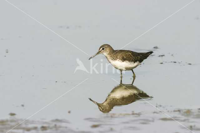 Witgatje (Tringa ochropus)