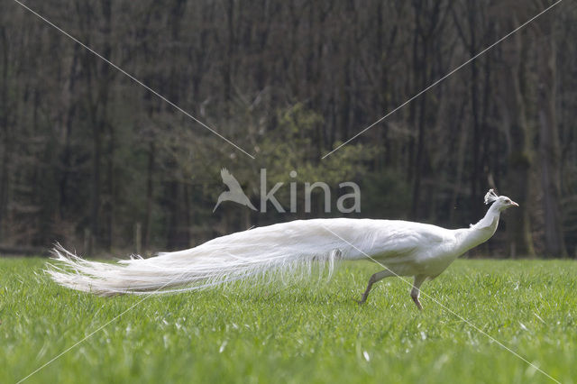 White peafowl (Pavo spec.)