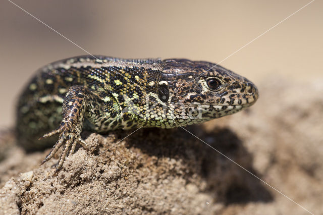 Zandhagedis (Lacerta agilis)