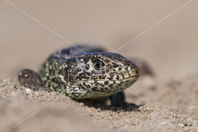 Zandhagedis (Lacerta agilis)