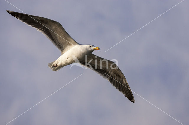 Zilvermeeuw (Larus argentatus)