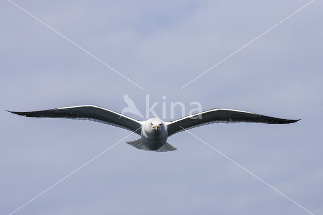 Zilvermeeuw (Larus argentatus)