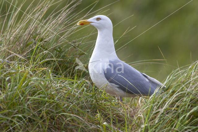 Zilvermeeuw (Larus argentatus)