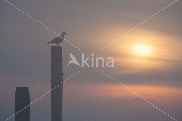 Zilvermeeuw (Larus argentatus)