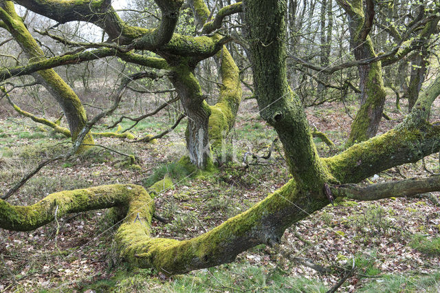 Zomereik (Quercus robur)