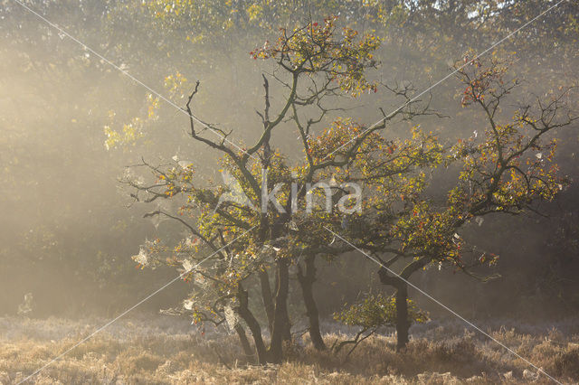 Zomereik (Quercus robur)