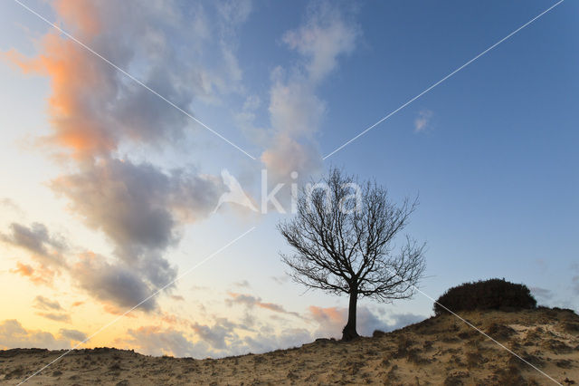 Zomereik (Quercus robur)