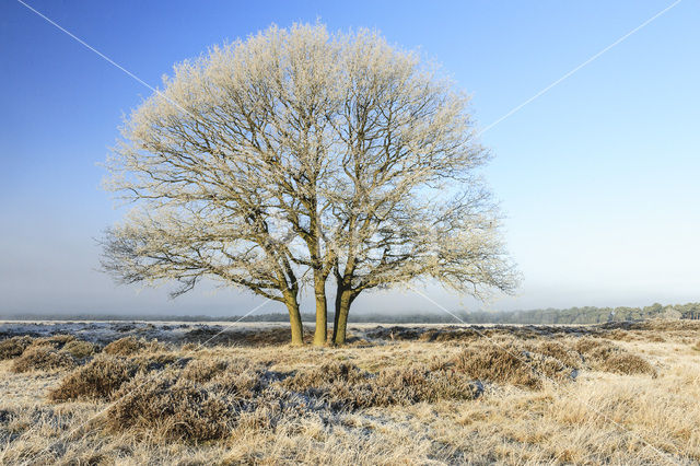 Zomereik (Quercus robur)