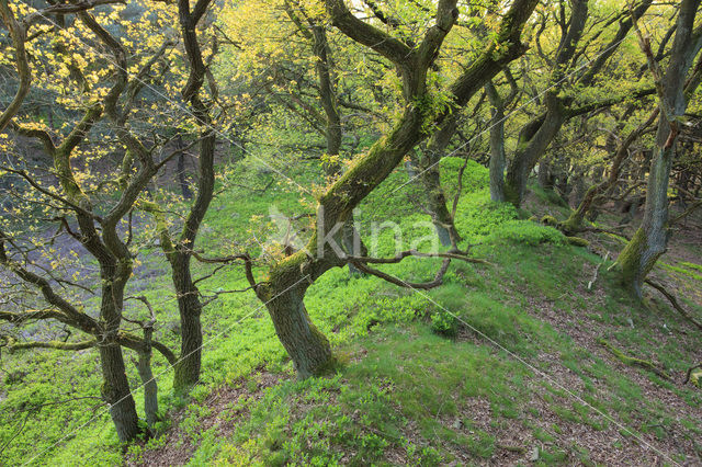 Zomereik (Quercus robur)