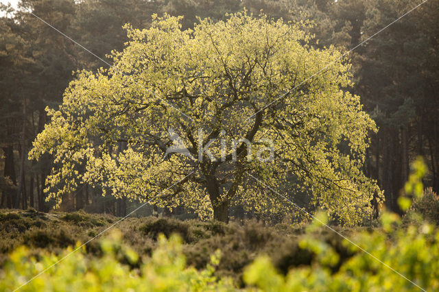 Zomereik (Quercus robur)