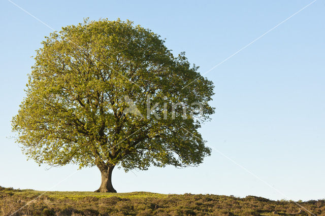 Zomereik (Quercus robur)