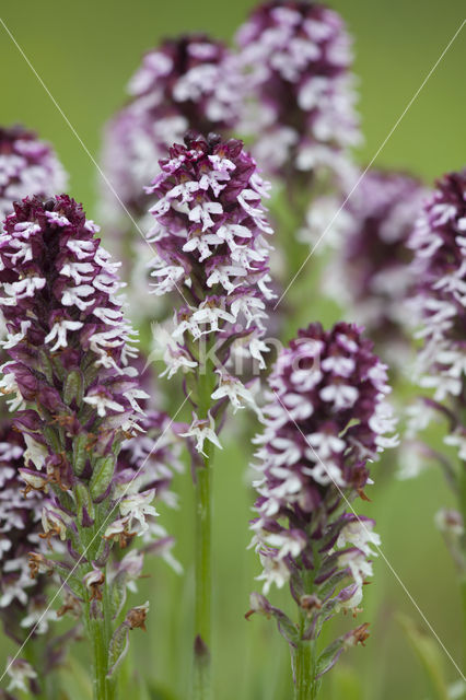 Aangebrande orchis (Neotinea ustulata)