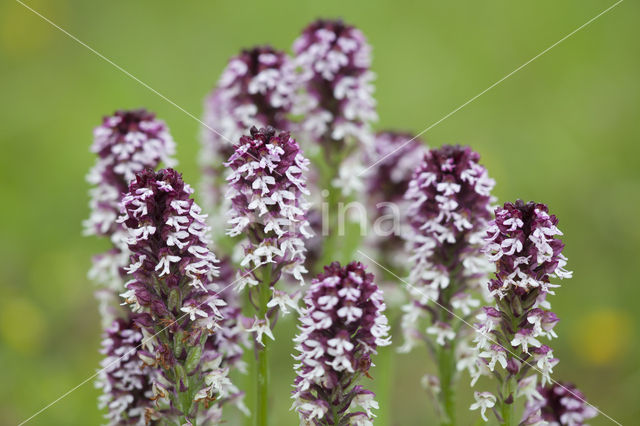 Aangebrande orchis (Neotinea ustulata)