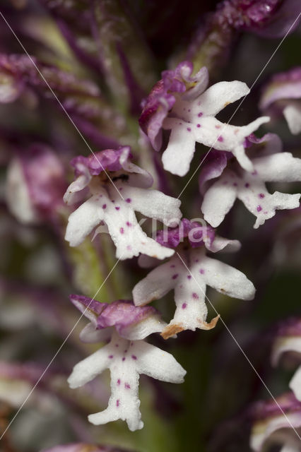 Aangebrande orchis (Neotinea ustulata)