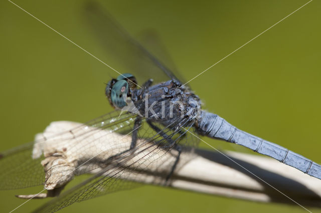 Beekoeverlibel (Orthetrum coerulescens anceps)