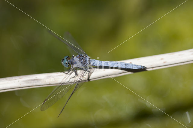 Beekoeverlibel (Orthetrum coerulescens anceps)