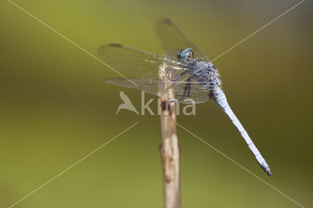 Beekoeverlibel (Orthetrum coerulescens anceps)