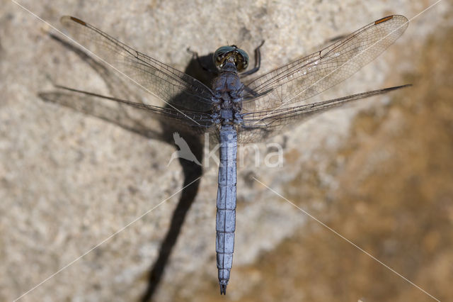 Beekoeverlibel (Orthetrum coerulescens anceps)