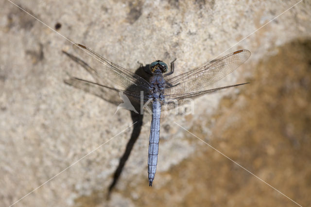 Keeled Skimmer (Orthetrum coerulescens anceps)