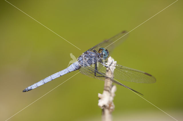 Beekoeverlibel (Orthetrum coerulescens anceps)