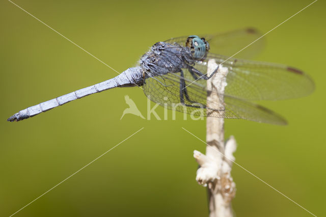 Beekoeverlibel (Orthetrum coerulescens anceps)