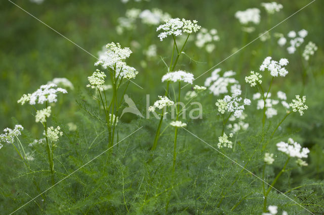 Bergvenkel (Meum athamanticum)