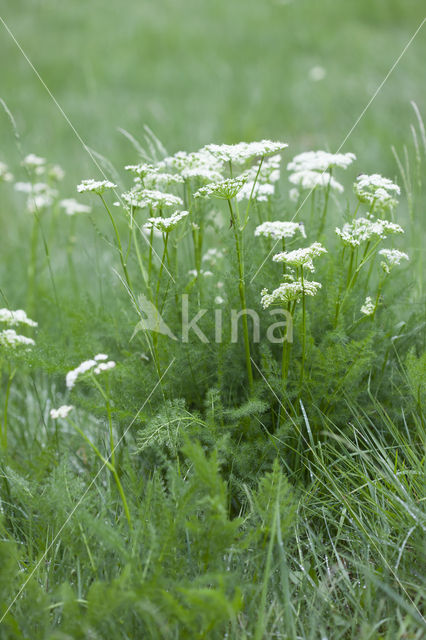 Bergvenkel (Meum athamanticum)